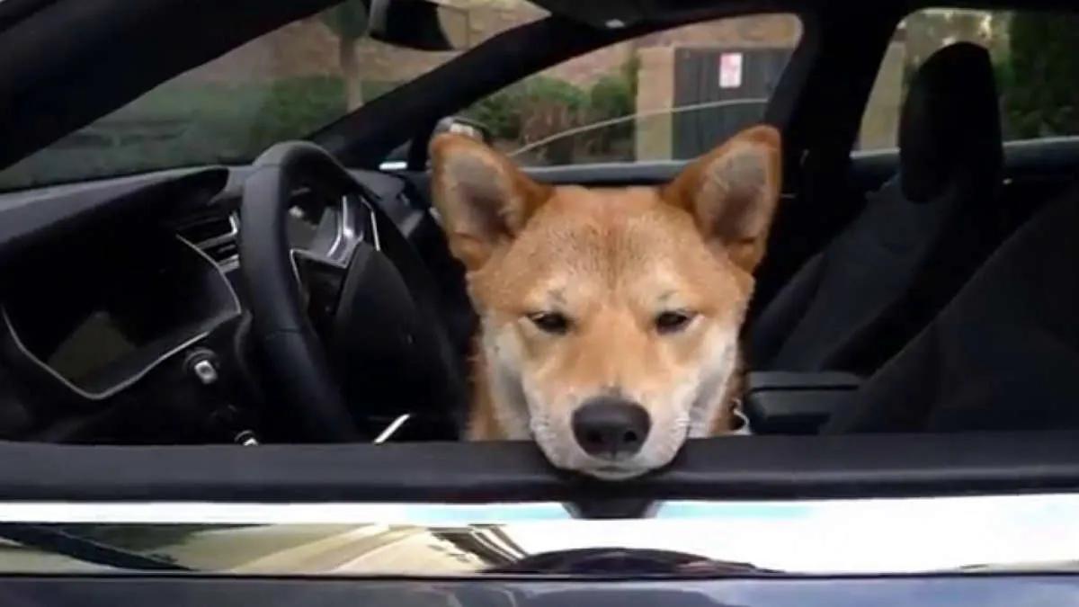 Tesla shares and Shiba Inu share the same performance in 2022